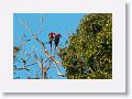 Red-and-green Macaw.