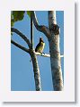 Green Aracari.