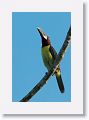 Green Aracari.