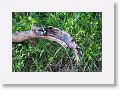 White-winged Swallow.