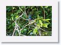 Green Kingfisher (female).