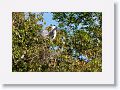 Cocoi Heron.