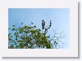 Gray-lined Hawk.