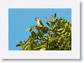 Black-headed Parrot.