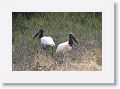 Jabiru Storks.