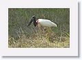 Jabiru Stork.