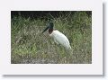 Jabiru Stork.