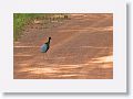 Gray-winged Trumpeter.