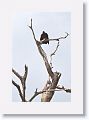 Black Caracara.