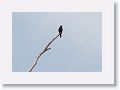 Black Caracara.