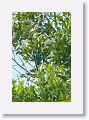 Spangled Cotinga.