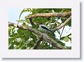 Black-tailed Tityra.