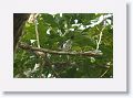 Black-tailed Tityra.