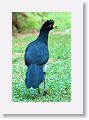 Day 6 starts with a family of Black Curassow.