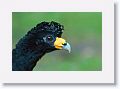 Black Curassow.