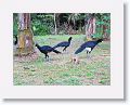 Black Curassow.
