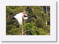 Jabiru Stork.