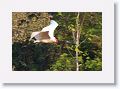 Jabiru Stork.