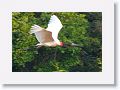 Jabiru Stork.