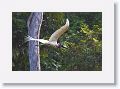 Jabiru Stork.