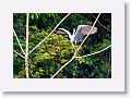 Cocoi Heron.