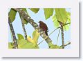 Waved Woodpecker.