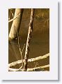 2-lined River-bats.