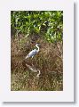 Cocoi Heron.