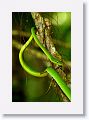Green Vine Snake.
