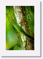 Green Vine Snake.