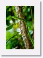 Green Vine Snake.