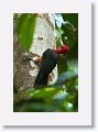 Red-necked Woodpecker.