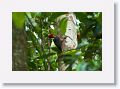 Red-necked Woodpecker.
