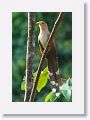 Squirrel Cuckoo.