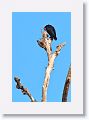 Black Caracara.