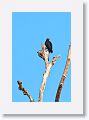 Black Caracara.