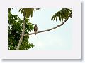 Roadside Hawk.