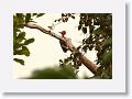 Lineated Woodpecker (male, he has the red mustache).