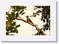 Lineated Woodpecker (male, he has the red mustache).