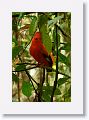 Guianan Cock-of-the-Rock.