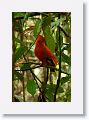 Guianan Cock-of-the-Rock.