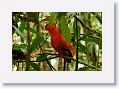 Guianan Cock-of-the-Rock.