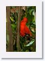 Guianan Cock-of-the-Rock.