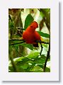Guianan Cock-of-the-Rock.