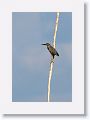 Striated Heron.