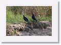 Black Vultures.