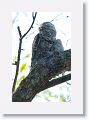 Great Potoo (with chick).