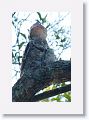Great Potoo (with chick).