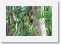 Brown Capuchin Monkey.