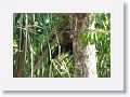 Brown Capuchin Monkey.